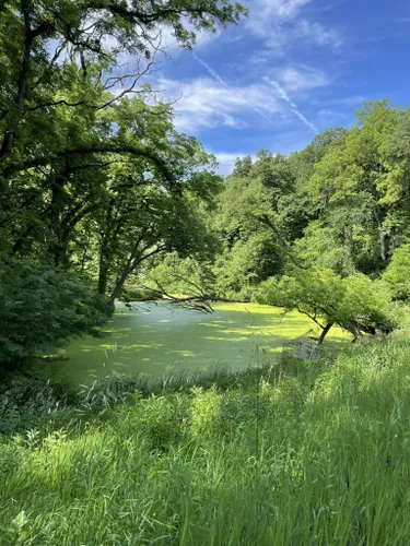 are dogs allowed at fontenelle forest