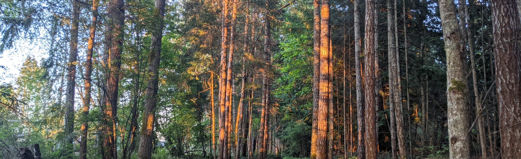 Hoylake Pathway, British Columbia, Canada 214 Reviews, Map AllTrails