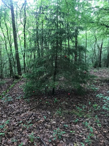 Hangarder Brunnenpfad (Premiumwanderweg)