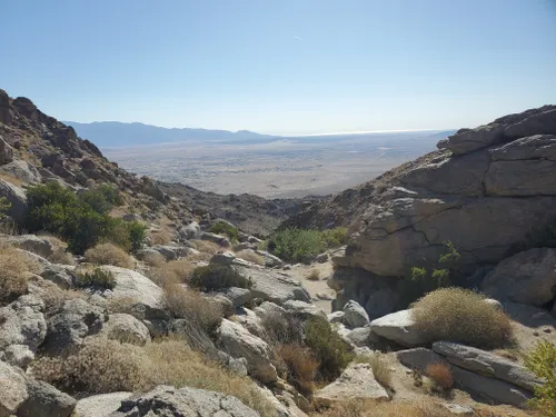 Best Wild Flowers Trails in Anza-Borrego Desert State Wilderness ...