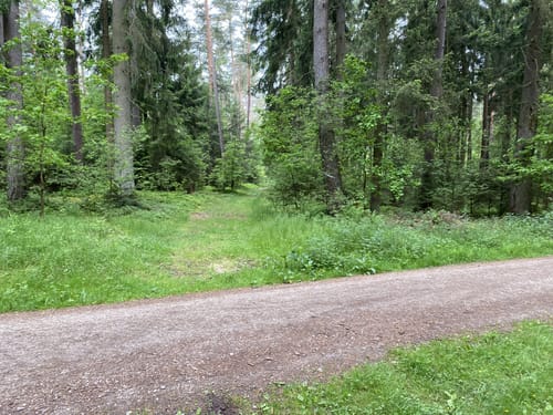 Durch den Feilenforst