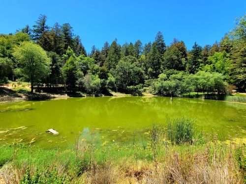 2023 Best Forest Trails In Bear Creek Redwoods Open Space Preserve