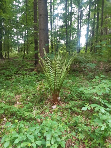 Zur Bergmang Alpe