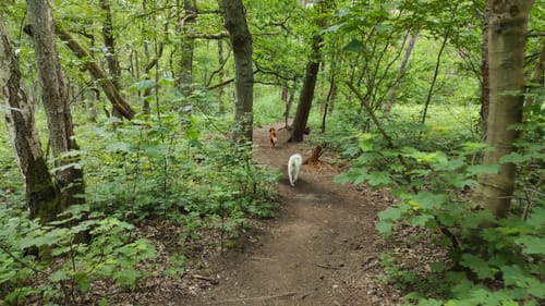 Landstreifer (Haard an der Grenze)