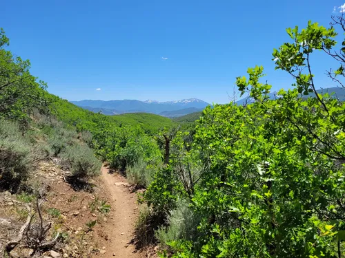 10 Best Short Trails in Wasatch Mountain State Park | AllTrails
