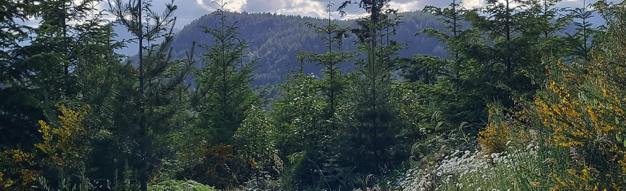 Story Trail Climb Trail Lower Maple Syrup Solar Coaster 12