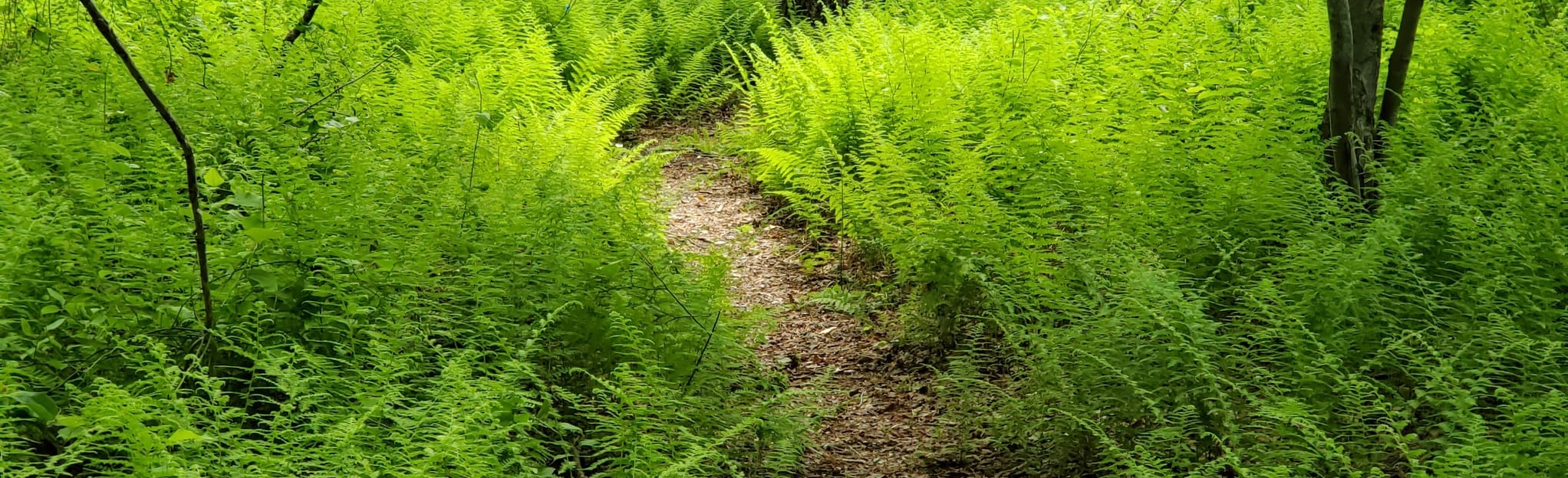 Kenyon Preserve Richmond Land Trust 23 Reviews, Map Rhode Island