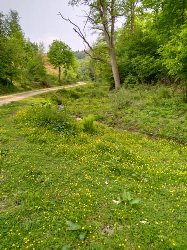 Durch Hutewald und Reiherbachtal (Ni 2)