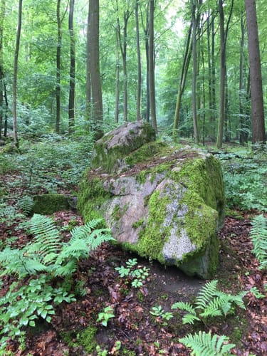 Rundstrecke Fischbachtal (Fi1)