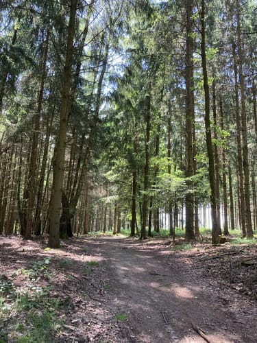 St.Wolfgang - Hochstraßenrundweg Wanderweg 8