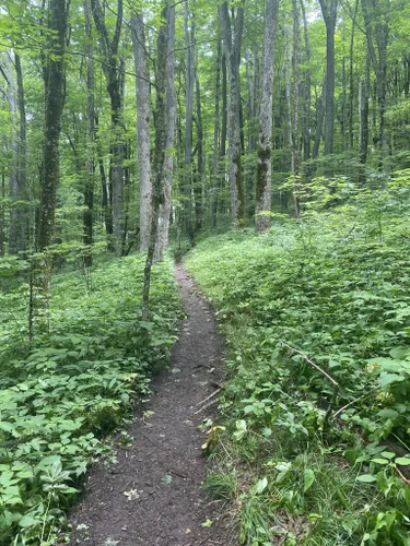 10 Best Trails and Hikes in Mars Hill | AllTrails