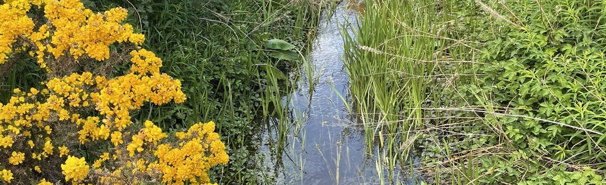 Roseisle Forest, Moray, Scotland 12 Reviews, Map AllTrails