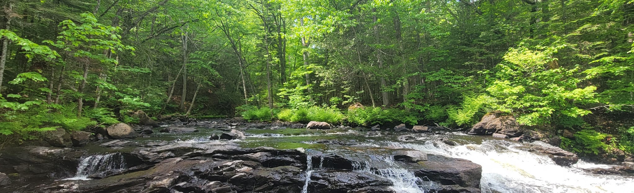 Iroquois Trail 171 foto's Quebec, Canada Wandelen AllTrails
