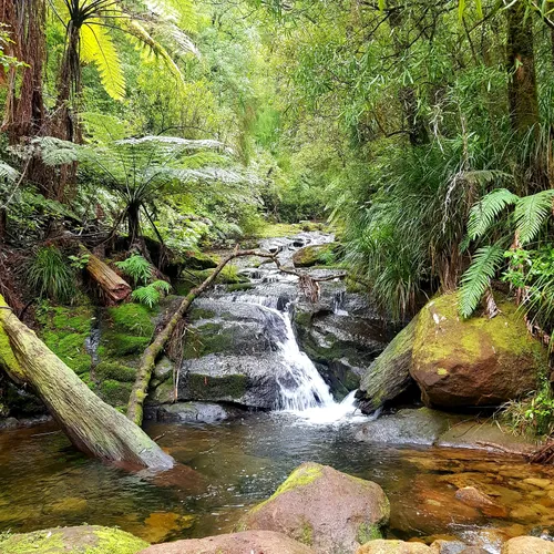 10 Best Hikes and Trails in Kaimai Mamaku Conservation Park | AllTrails