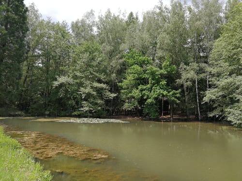 Rund um den Absinkweiher Hahnwiese