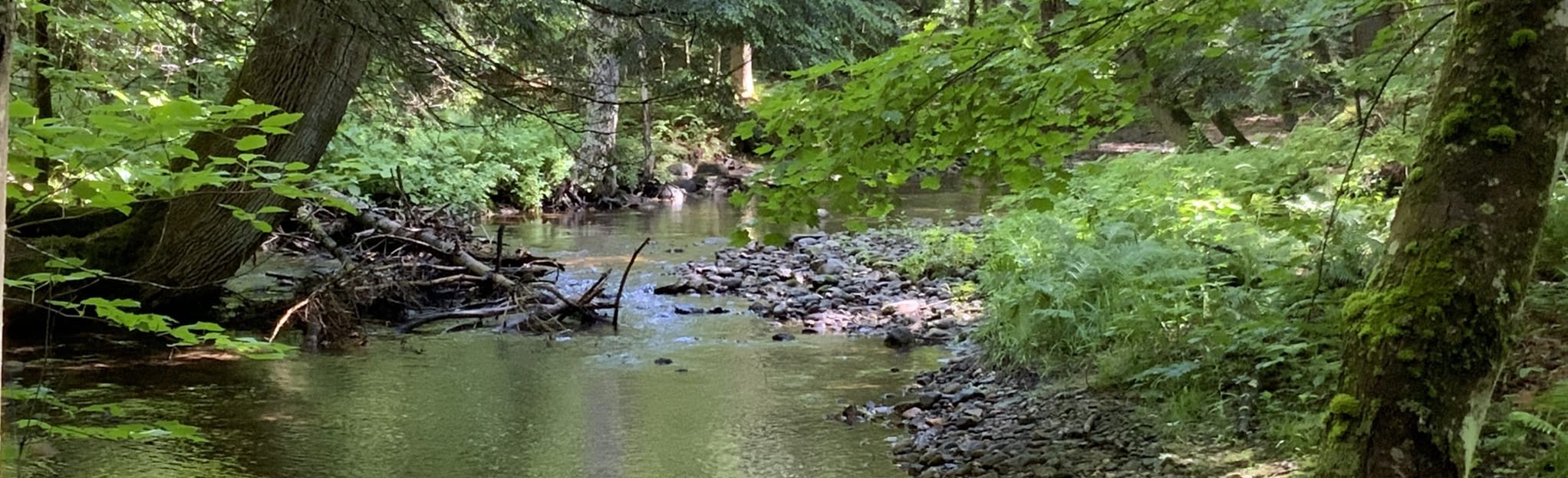 Pittsford Rec Trails, Vermont 43 Reviews, Map AllTrails