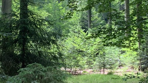 Wanderweg 18: Turmrunde