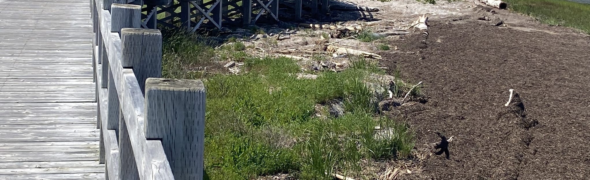 Shippagan Walkway, New Brunswick, Canada 26 Reviews, Map AllTrails