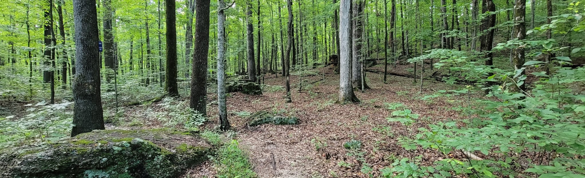 Buffalo Creek and Sal Hollow Loop, Kentucky 84 Reviews, Map AllTrails