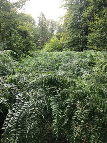 Rundweg Eichhörnchen Burgbernheim