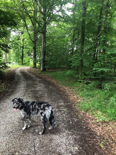 Rundweg Eichhörnchen Burgbernheim