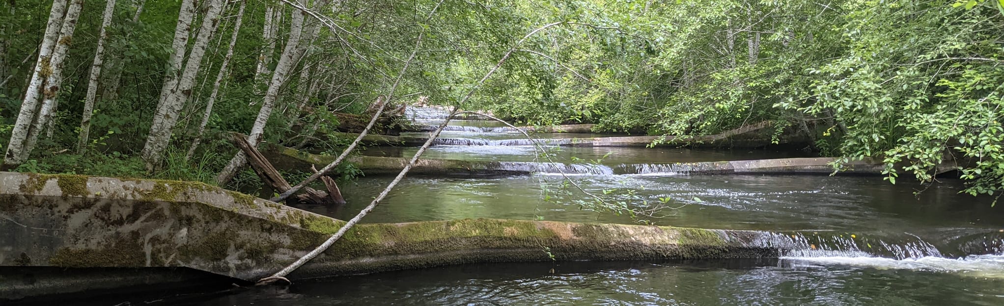 Goldsborough Creek Trail, Washington 71 Reviews, Map AllTrails