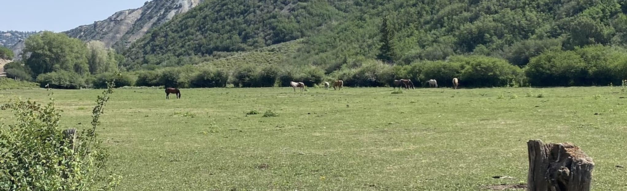 Cottonwood Pass OHV Road 25 Reviews, Map Colorado AllTrails