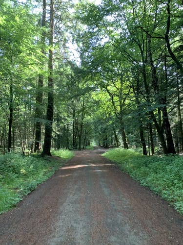 Wallinghauser Wald Spaziergang