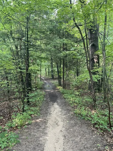 Yankee Springs Original Tee — NATURE WALK