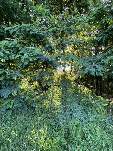 Hardter Wald Rundweg