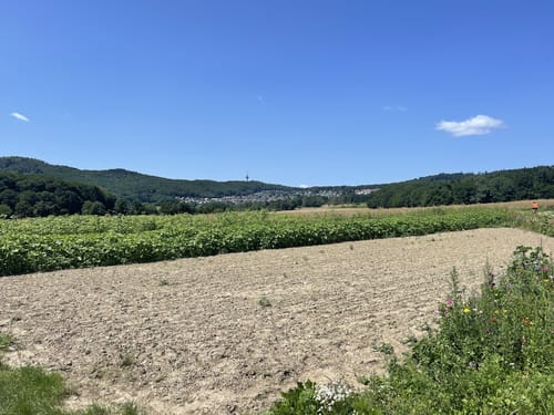 Atzelberg und Rossert