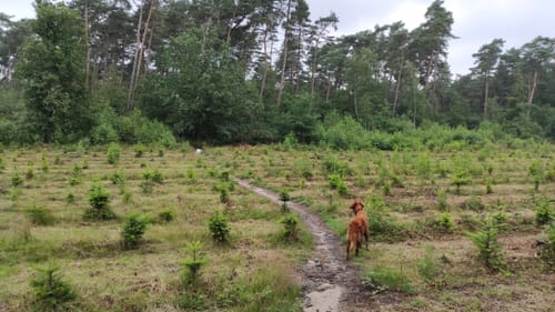 Rundweg um die Haard