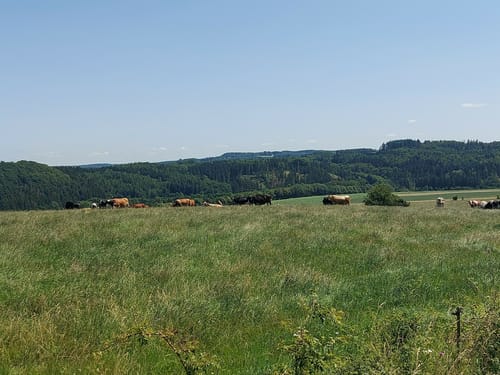 Ulmen: Berenbach - Vulkanweg