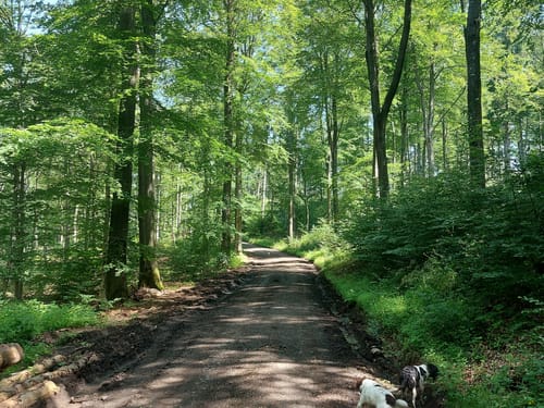 Ulmen: Berenbach - Vulkanweg