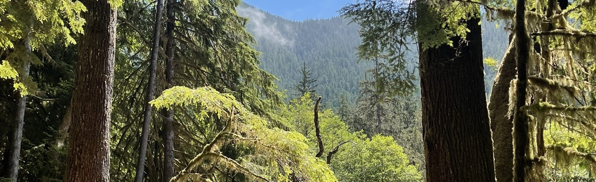 Carmanah Valley Trail to Heaven Tree 25 Reviews, Map British