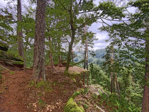 Lemberger Flößertour (Premiumwanderweg)