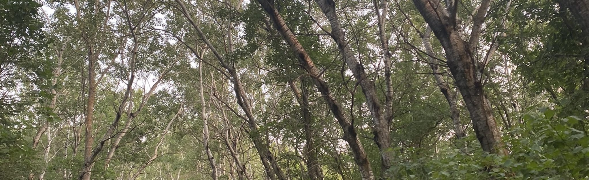 Hazelnut Trail 114 Reviews, Map Manitoba, Canada AllTrails