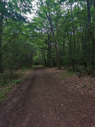 Grünewaldtrail