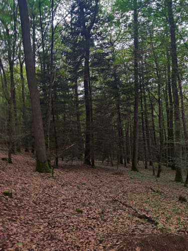 Grünewaldtrail
