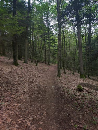 Grünewaldtrail
