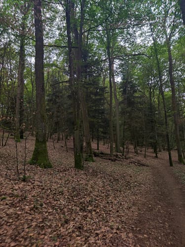 Grünewaldtrail