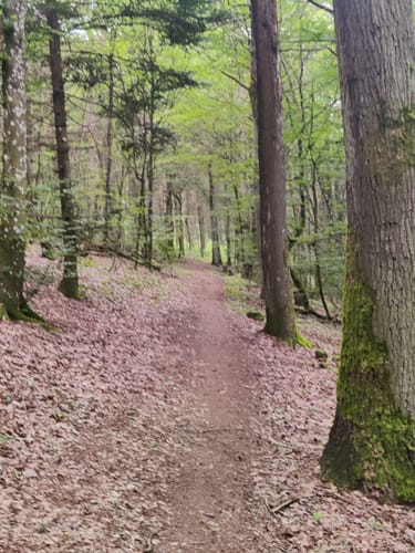 Grünewaldtrail