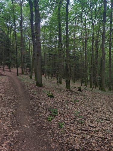 Grünewaldtrail