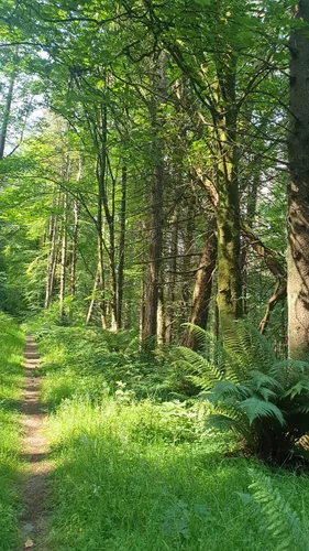 10 Best Trail Running Trails in Ring of Gullion National Landscape ...