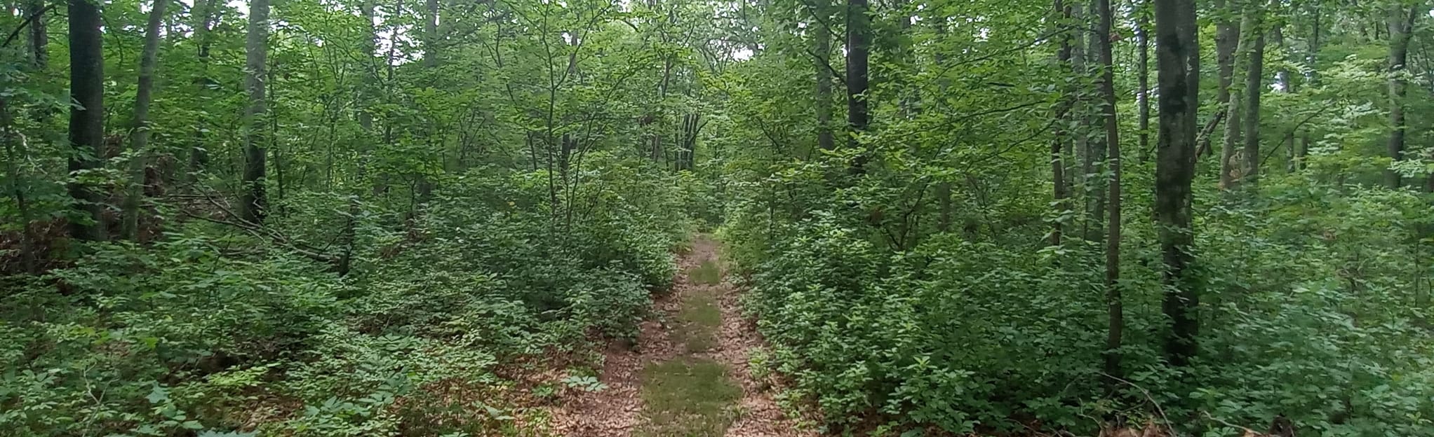 Blackall Family Preserve and Ballou Farm Preserve, Rhode Island 275