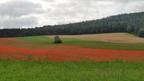 Rund um den Singer Berg