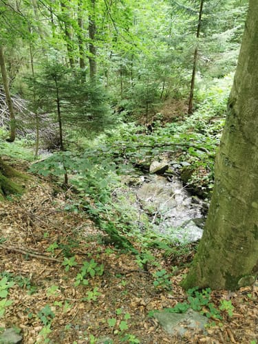 Goldener-Falk-Weg KU12