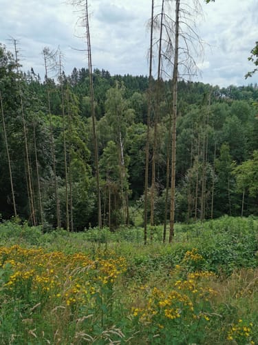 Goldener-Falk-Weg KU12