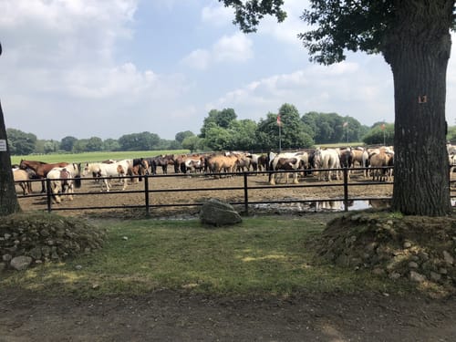 Wanderweg W14: Lathen - Oberlangen - Niederlangen