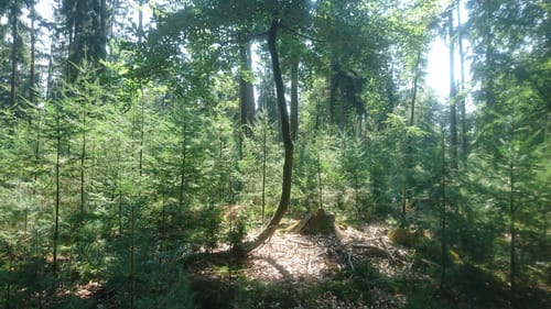 Südheide 'Der Urwald im Lüß' W8l (lange Tour)